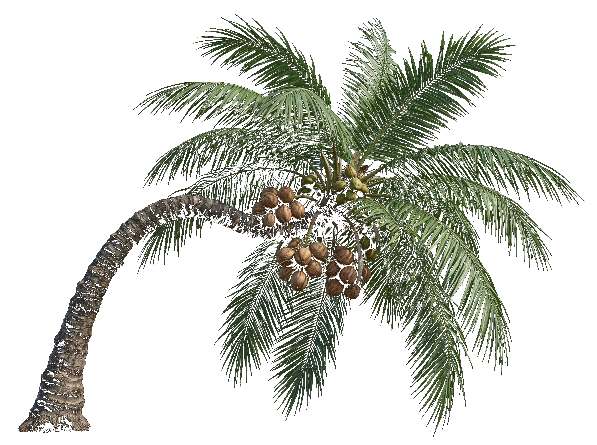 Kerala Coconut Palm Tree