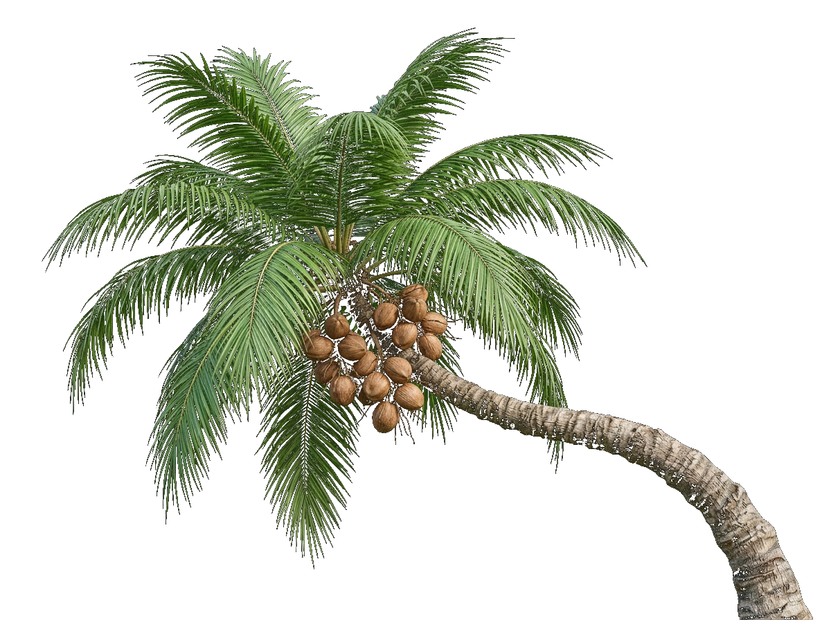 Kerala Coconut Palm Tree